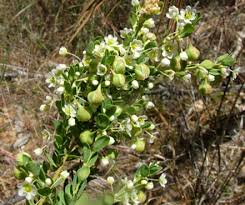 Image result for Phyllanthus beillei