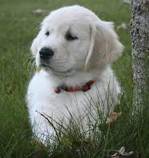 Her pups have reputations for carrying on this adorable trait! Mapleleaf English Cream Golden Retrievers Petigree