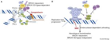 Image result for BRCA1