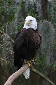 Ideas For An Eagle Diorama Ehow Diorama Kids Eagle Artic Animals