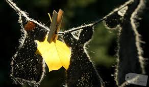 Endet am dienstag, 13:04 mez 1t 9std. Gartendekoration Im Herbst Get Inspired Living Green