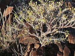 Image result for Commiphora fulvotomentosa
