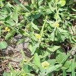 Image result for Physalis viscosa