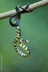 Image result for Spilotes pullatus