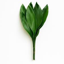 Image result for Aspidistra