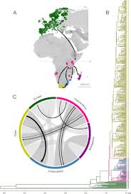 Image result for Erica benguelensis