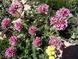 Image result for Antopetitia