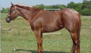 Judging Horses Conformation Classes Horses