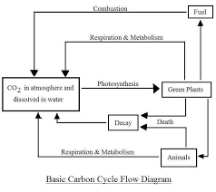 Simple Carbon Cycle Diagram Carbon Cycle Science Room