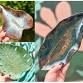 Leaf it to Clay: Choose Your Own Leaf Dish Clay Hand Building Class