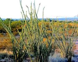 Image result for Lycopodiella sarcocaulon