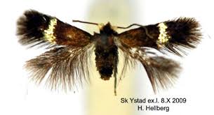 Image result for Stigmella speciosa