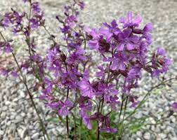 Image result for Silene abyssinica