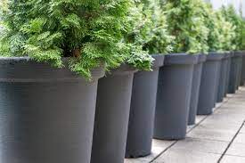 Un arbre en pot qui n'est pas taillé, c'est un arbre qui va connaître des difficultés à un moment donné. Cultiver Un Arbre En Pot Gamm Vert