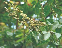 Image result for Ventilago