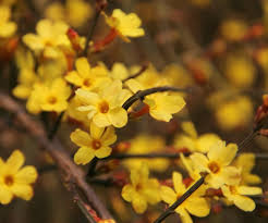 This is a full list of shade plants that will survive a zone 5 hardiness gardening zone. Winter Flowering Plants For Cold Weather Color The Gardening Cook