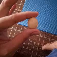 111 resep ayam jago ala rumahan yang mudah dan enak dari komunitas memasak terbesar dunia! Sepasang Mustika Telor Ayam Jago Asli Shopee Indonesia