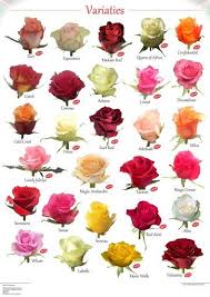 Variety Of Roses Rose Varieties Flowers Types Of Flowers