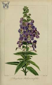 Willowleaf Angelonia Angelonia Salicariifolia Sweetly Fragrant Snapdragon Like Flowers On 2 Foot Perennials Highly Valued For Both Ease Of Growth And Fragra Botanical Illustration Botanical Drawings Botanical Artwork
