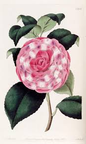 Camellia Japonica Var Imbricata Imbricated Japan Rose Edwards S Botanical Register V 17 London Ja Botanical Drawings Botanical Art Botanical Illustration