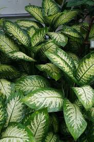 Dieffenbachia Seguine Plantas Jardin Jardineria Y Plantas Plantas De Sombra