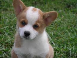 As a breeder and member of the american kennel club, our main goal is to select for and raise healthy puppies. Corgi Puppies For Sale In Ny State