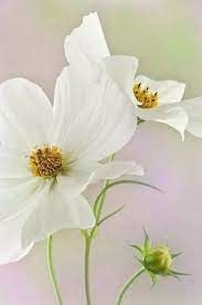 One And Only One Cosmos Flowers Flower Painting White Flowers