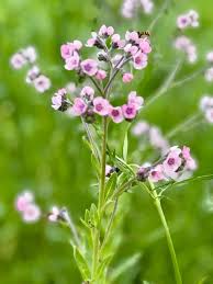 Image result for Cynoglossum