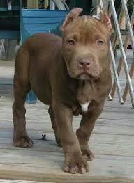 Beautiful He Looks Just Like My New Pup Only Without The White Pitbull Dog Puppy Cute Dogs Pitbull Dog