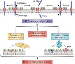 Just imagine, you are in the middle of the ocean on an extremely unreliable raft. Lipid Rafts And Neurodegeneration Structural And Functional Roles In Physiologic Aging And Neurodegenerative Diseases Thematic Review Series Biology Of Lipid Rafts Sciencedirect