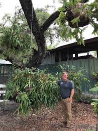 Wie entferne ich staghorn fern pups? Magical Whimsy Palm Beach Florida Weekly