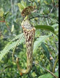 Image result for Heteromorpha stenophylla