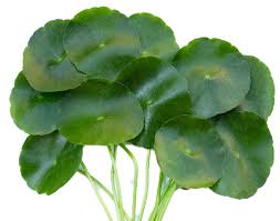 Image result for Centella