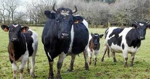 02 43 23 04 21 www.revuelaflambee.com guichet de la salle des concerts du mans. Nord Des Eleveurs Soupconnes De Maltraiter Leurs 36 Vaches Les Veterinaires Dementent La Roche Sur Yon Maville Com