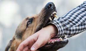 Peristiwa mimpi adalah kejadian alam bawah sadar yang. 17 Arti Mimpi Anjing Yang Menandakan Kebaikan Keburukan Apa Saja