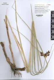 Image result for Bolboschoenus glaucus