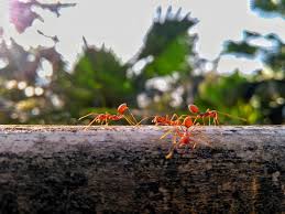 Image result for tbn:ekRZeqiUkU8b5M::www.hormiga.org/fondosescritorio/wallpapers/Paisajes-y-naturaleza/fotos/Paisajes-22.jpg