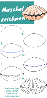 Ein weiteres bild von malvorlagen fische muscheln: Muschel Zeichnen Lernen Eine Sammlung Von Anleitungen Muscheln Zeichnen Zeichnen Lernen Fische Zeichnen