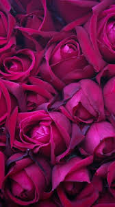 Browse millions of popular pattern wallpapers and ringtones on zedge and personalize your phone to suit you. Tumblr Is A Place To Express Yourself Discover Yourself And Bond Over The Stuff You Love It S Whe Flower Background Iphone Rose Wallpaper Flower Backgrounds