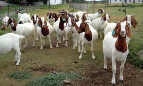 Hasil gambar untuk kambing