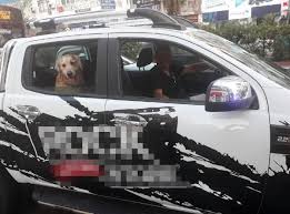 Kopegine Emniyet Kemeri Takan Surucuye Polisten Tesekkur Kemer Polis Tesekkurler