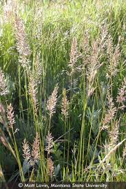 Image result for Mellera lobulata