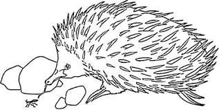 Echidna Is Looking For Food Coloring Page Super Coloring Animal Coloring Pages Echidna Australia Animals