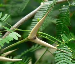 Image result for Acacia kamerunensis
