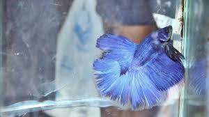 Inilah peluang bisnis ikan hias yang paling menguntungkan dari cara bisnis ikan hias. Cari Toko Yang Jual Ikan Hias Di Makassar Ini Empat Tempatnya Ada Yang Buka 24 Jam Lho Tribun Timur