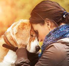 The loss of a beloved pet can be traumatic. Pet Grief Helping Pets Mourning A Human Or Pet Companion