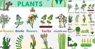 Plant Names List Of Common Types Of Plants And Trees 7 E S L