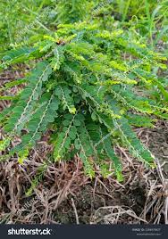 Image result for Phyllanthus fraternus
