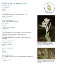 Image result for Vellereophyton dealbatum