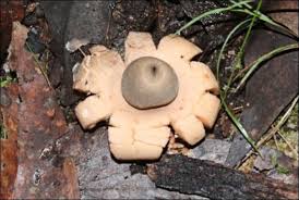 Image result for Geastrum triplex